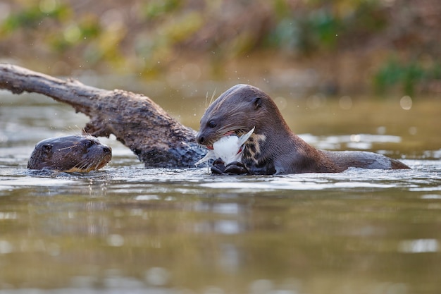 Gratis foto reuzenrivierotter in de natuurhabitat