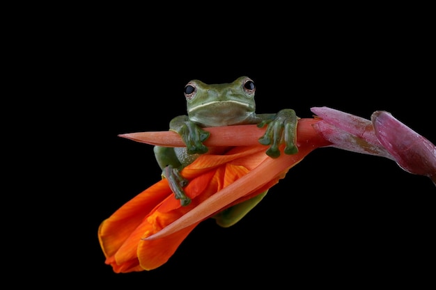 Rhacophorus dulitensis close-up op rode bloem