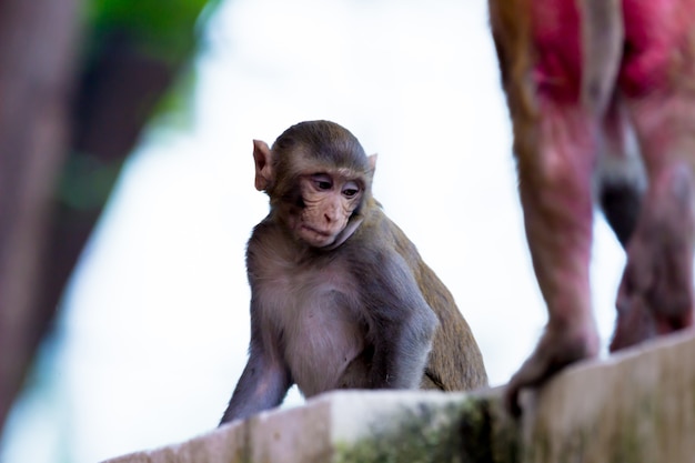 Rhesus makaken zijn bekende bruine primaten of apen met rode gezichten en achterpoten