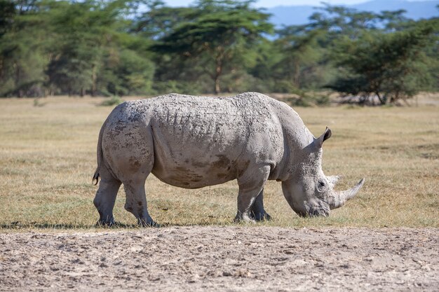 Rhino in de savanne
