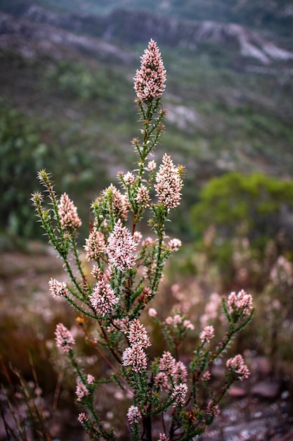 Richea Scoparia