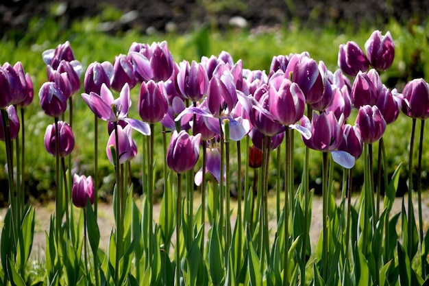 Rij paarse tulpen in de tuin