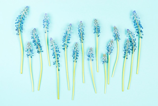 Rij van blauwe mascarabloemen op gekleurde achtergrond