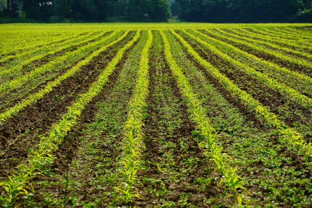 Rijen van landbouwgewassen in het veld