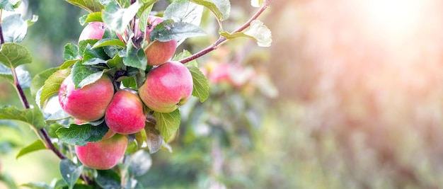 Rijpe rode appels in de tuin aan een boom appeloogst Premium Foto