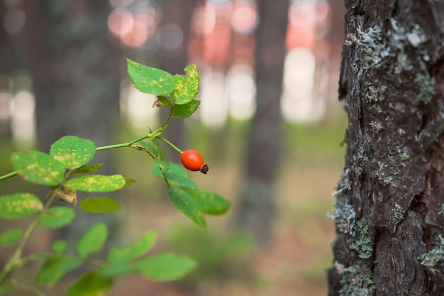 Gratis foto rijpe rozenbottel tegen bosachtergrond ansichtkaart over ontspannen in het bos en het herstellen van de gezondheid