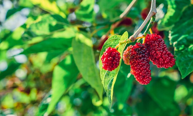 Gratis foto rijpende moerbeien op de takken van een boom of een moerbeiboom in de zon de eerste lentebessen zingen op takken tuinbouw in de egeïsche regio van turkije