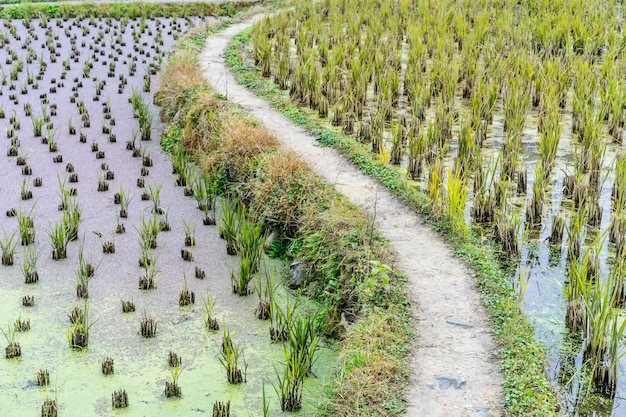 rijstaanplanting