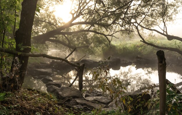 Rivier met stroomversnellingen in de mist in het bos in een vroege herfstochtend