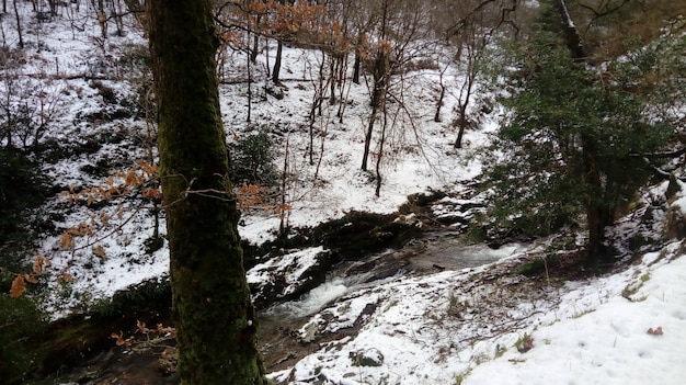 Rivier stroomt door het bos bedekt met sneeuw