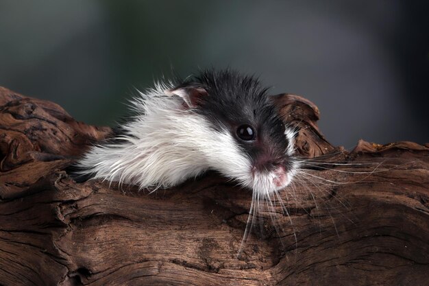 Roborovski Hamster close-up op hout