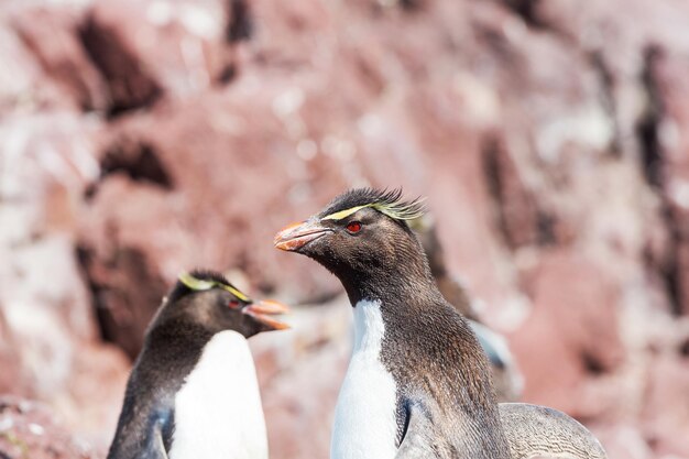 Rockhopper