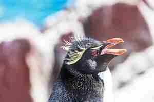 Gratis foto rockhopper