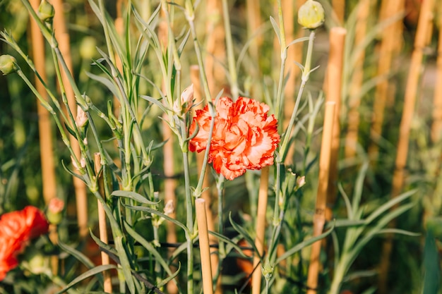 Rode anjerbloem op het gebied