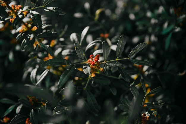 Gratis foto rode bloemen groeien op plant