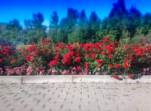 Rode bloemen op de zomerstraatachtergrond
