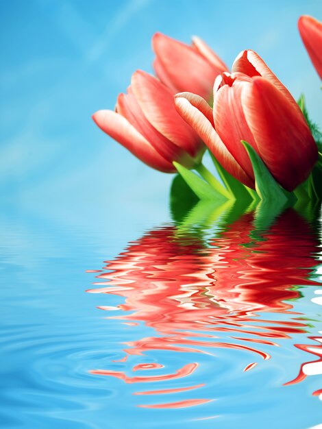 Rode bloemen weerspiegeld in het water