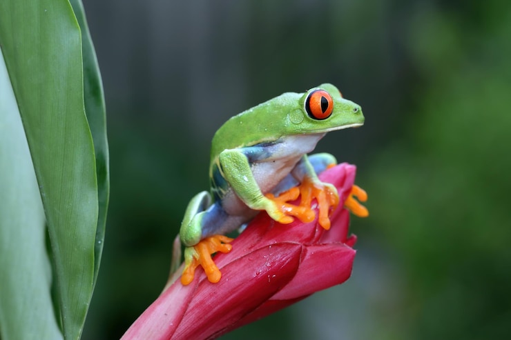 Gratis Foto rode boomkikker zit op groene bladeren