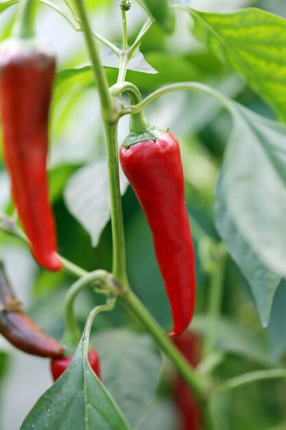 Rode chili pepers