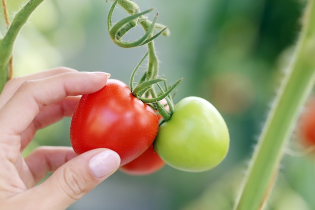 Rode en groene tomaten