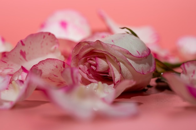 Rode en witte roos op een roze achtergrond in bloemblaadjes en waterdruppels close-up