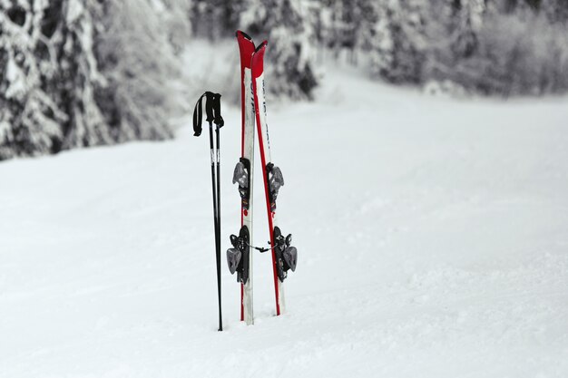 Rode en witte ski&#39;s in de sneeuw in het bos