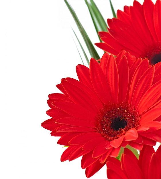 Rode gerbera's close-up