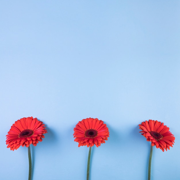 Gratis foto rode gerberabloem tegen blauwe achtergrond