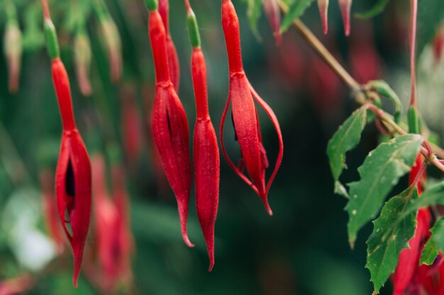 Rode heldere bloem in de tuin