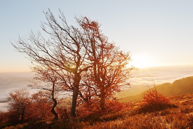 Gratis foto rode kleurrijke herfstbomen op de zon schijnen licht op de ochtend van de verbazingwekkende karpaten
