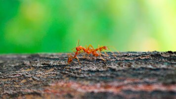 Rode mieren kussen op een boom, liefdesdriehoek