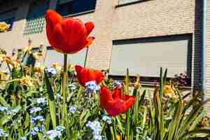 Gratis foto rode mooie tulpen groeien in de tuin overdag