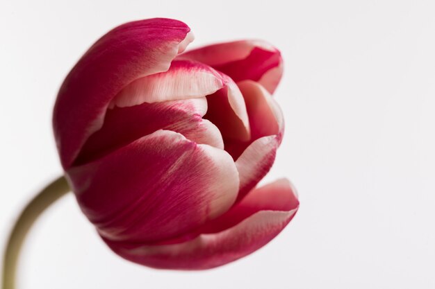 Rode open tulp die op witte oppervlakte wordt geïsoleerd