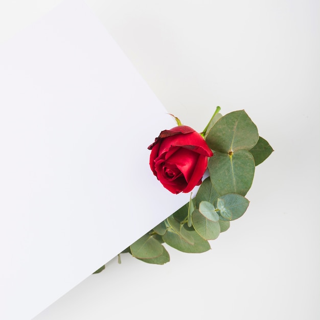 Rode roos op blanco papier over de witte achtergrond