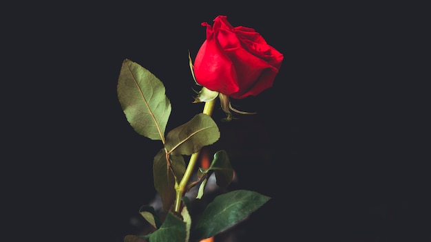Gratis foto rode roos op zwarte achtergrond