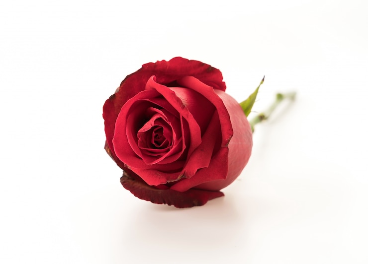 Gratis Foto rode roos