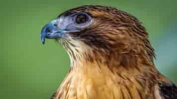 Gratis foto rode schouders hawk