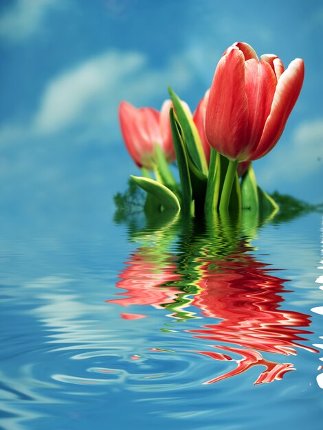 Rode tulpen weerspiegeld in het water