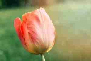Gratis foto rode tulpenbloem die in ingediend bloeien