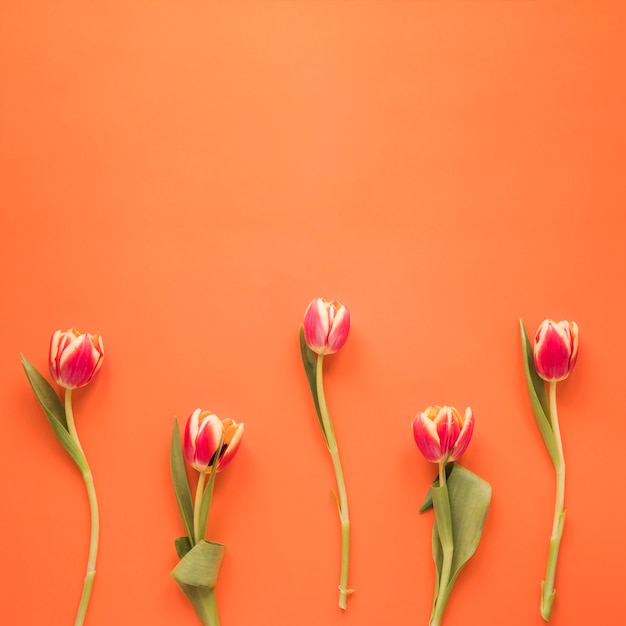 Gratis foto rode tulpenbloemen op oranje lijst