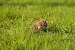 Gratis foto rode vos baby kruipt in het gras