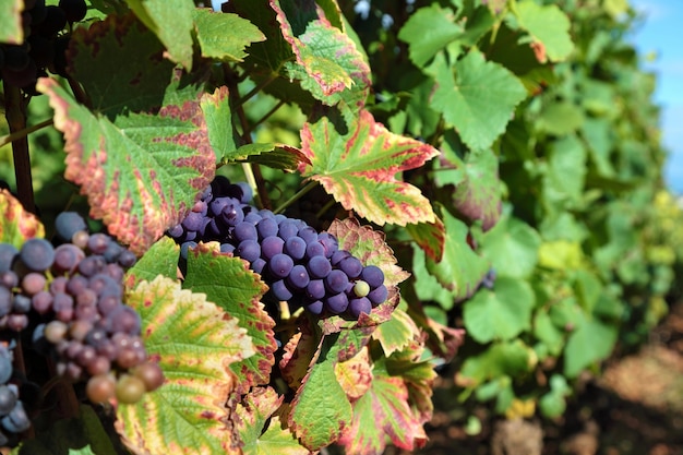 Rode wijn druiven groeien in een wijngaard