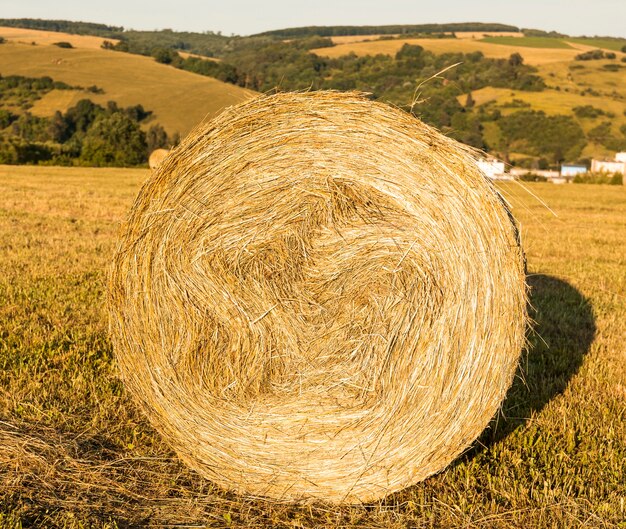 Roll van hays in het veld