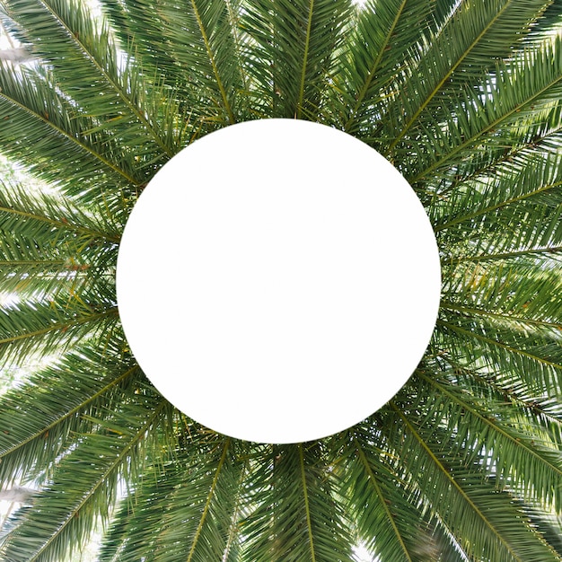 Gratis foto rond wit frame over de groene palmbladeren