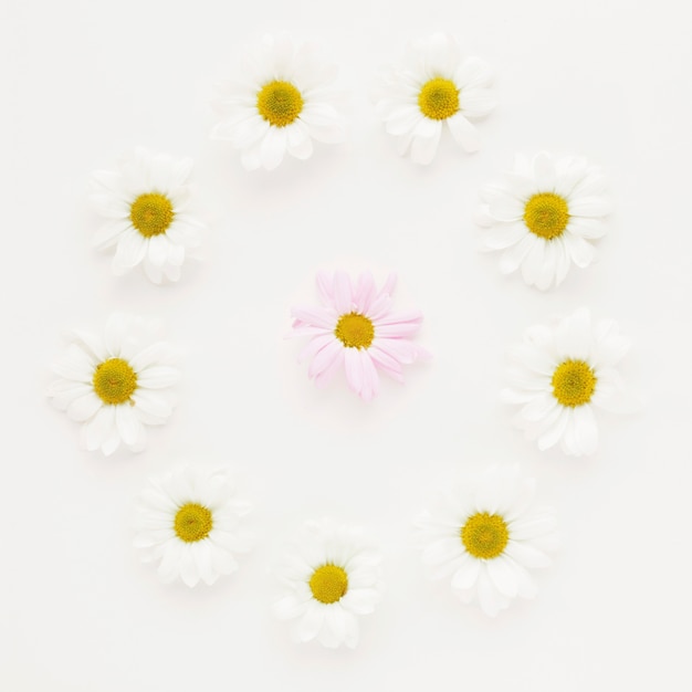 Gratis foto ronde van daisy bloemknoppen