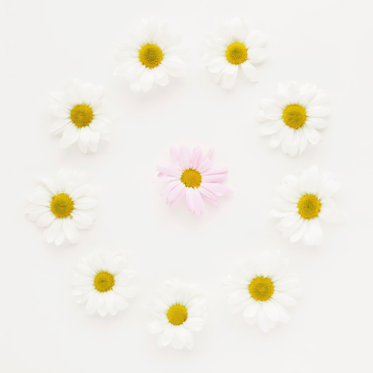 Gratis Foto ronde van daisy bloemknoppen