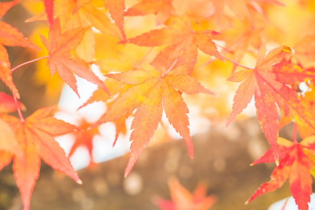 Gratis foto rood esdoornblad