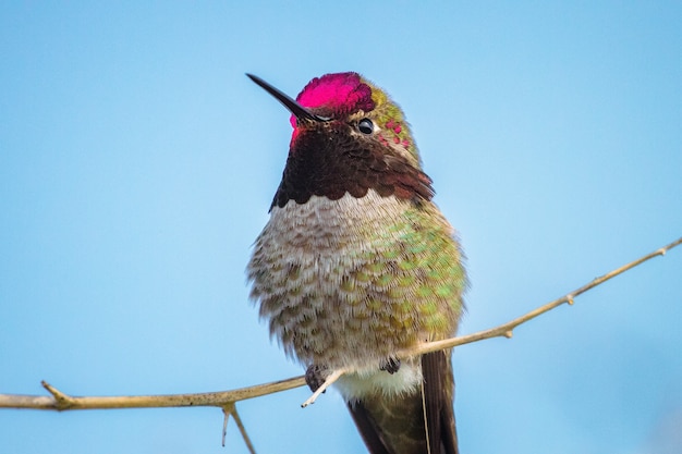 Gratis foto roodgroene en bruine vogel op bruine boomtak overdag