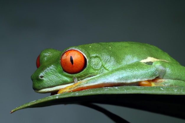 Gratis foto roodogige boomkikker zittend op groene bladeren