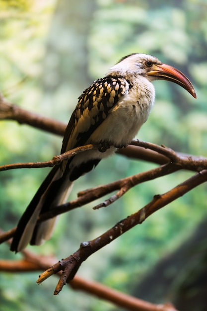 Gratis foto roodsnavelneushoornvogel